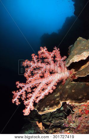 Soft Coral (dendronephthya) On Reef Wall. Pescador Island, Moalboal, Philippines
