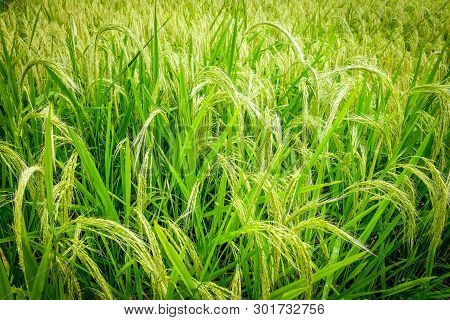 Paddy Field Rice Detail In Munduk, Bali, Indonesia