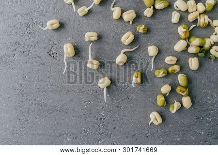 Horizontal Shot Of Sprouted Mung Beans For Your Healthy Eating Isolated Over Grey Background With Co