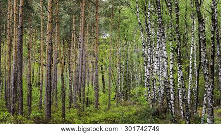 Separation Between Birch Trees And Pine Trees In A Forest