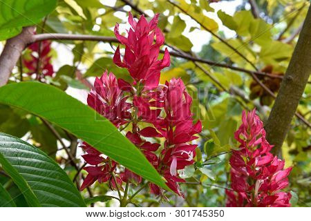 Megaskepasma Erythrochlamys Lindau. This Plant Is Family Acanthaceae. Shot In Santo Domingo, Dominic