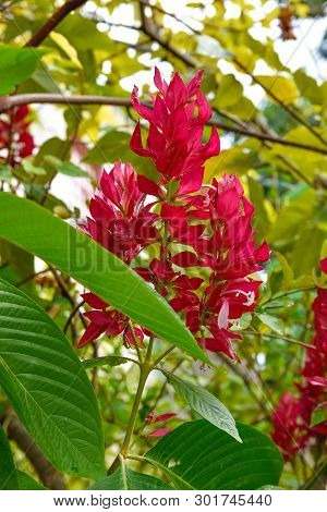 Megaskepasma Erythrochlamys Lindau. This Plant Is Family Acanthaceae. Shot In Santo Domingo, Dominic