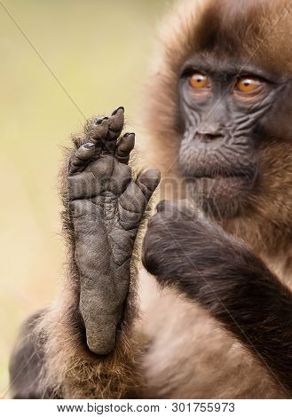 Close Up Of A Baby Gelada Monkey Sitting With A Foot Up, Simien Mountains, Ethiopia.