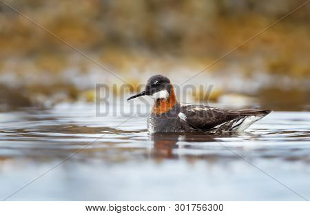 Close Up Of A Red-necked Phalarope (phalaropus Lobatus) In Water, Iceland.