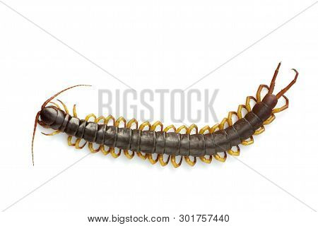 Image Of Centipedes Or Chilopoda Isolated On White Background. Animal. Poisonous Animals.