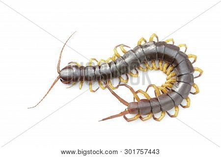 Image Of Centipedes Or Chilopoda Isolated On White Background. Animal. Poisonous Animals.