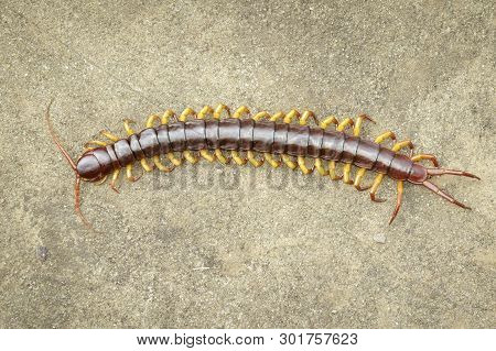 Image Of Centipedes Or Chilopoda On The Ground. Animal. Poisonous Animals.