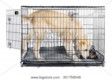 Alabai In Cage Isolated Background
