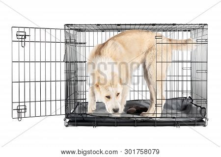 Alabai In Cage Isolated Background