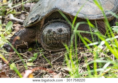 Close-up Common Snapping Turtle (chelydra Serpentina) Sunning Himself Near Pond.