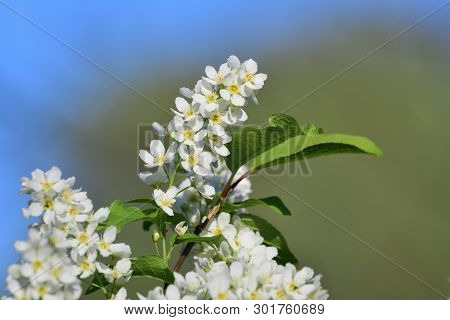 Close Up Of Flowers On A Bird Cherry (prunus Padus) Tree
