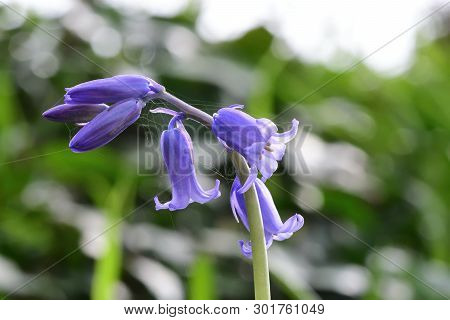 Close Up Of A Single Bluebell (hyacinthoides Non-scripta) Flower In Bloom