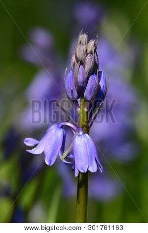 Close Up Of A Bluebell (hyacinthoides Non-scripta) Flower In Bloom