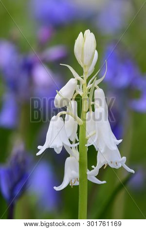 Close Up Of A White Bluebell (hyacinhoides Non-scripta) Flower In Bloom
