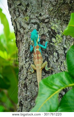 Closeup Of A Blue Lizard On A Tree In Thailand; Calotes Mystaceus