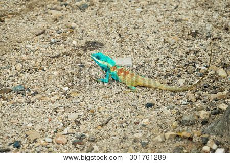 Blue Lizard On The Ground In Thailand; Calotes Mystaceus