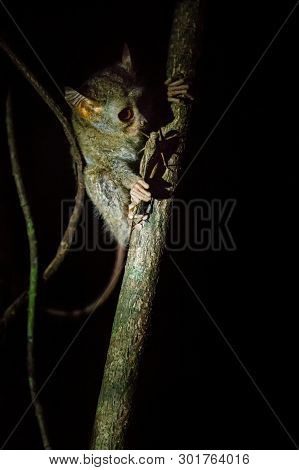 Spectral Tarsier, Tarsius, Portrait Of Rare Endemic Nocturnal Mammal Trying To Catch And Eat Grassho