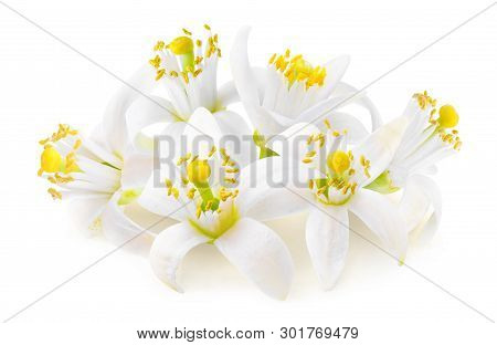 Isolated Orange Flowers