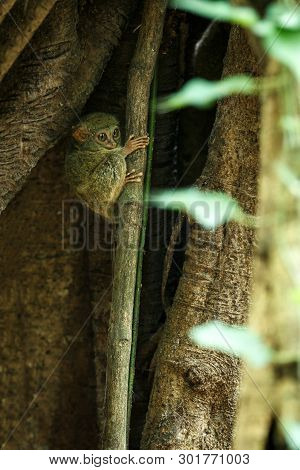 Family Of Spectral Tarsiers, Tarsius Spectrum, Portrait Of Rare Endemic Nocturnal Mammals, Small Cut