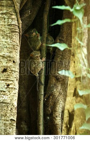 Family Of Spectral Tarsiers, Tarsius Spectrum, Portrait Of Rare Endemic Nocturnal Mammals, Small Cut