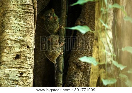 Family Of Spectral Tarsiers, Tarsius Spectrum, Portrait Of Rare Endemic Nocturnal Mammals, Small Cut