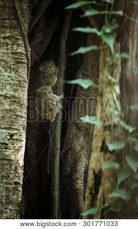 Family Of Spectral Tarsiers, Tarsius Spectrum, Portrait Of Rare Endemic Nocturnal Mammals, Small Cut