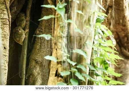 Family Of Spectral Tarsiers, Tarsius Spectrum, Portrait Of Rare Endemic Nocturnal Mammals, Small Cut