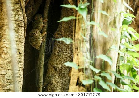 Family Of Spectral Tarsiers, Tarsius Spectrum, Portrait Of Rare Endemic Nocturnal Mammals, Small Cut
