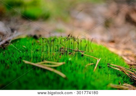 Close Up Of Beautiful Green Moss Bryophyta