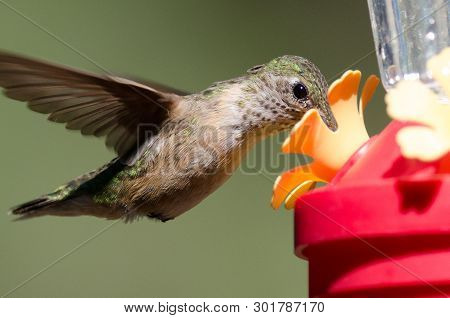 Broad-tailed Hummingbird Arriving At The Feeder For A Meal