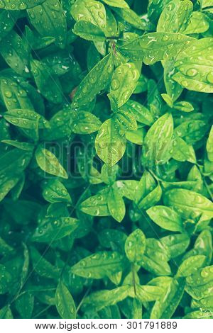 Green Leaves With Raindrops, Inspiration Nature Pastel Background