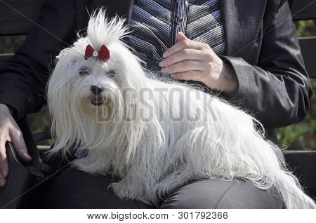 Woman Holding  Cute Maltese Dogs. In The Park