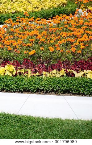 Coleus Flowerpot. Beautiful Perspective Of Natural Coleus Plant Leaves