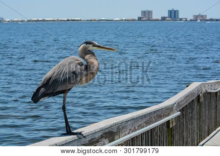 A Great Blue Heron Standing On A Railing At Gulf Breeze City Park In Santa Rosa County Florida, Gulf
