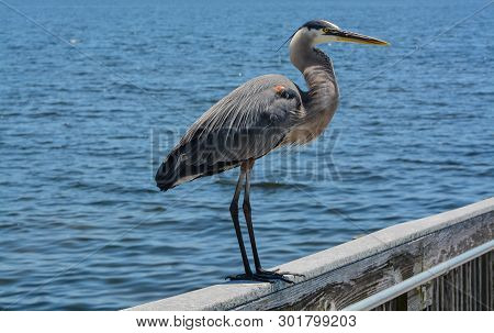 A Great Blue Heron standing on a railing at Gulf Breeze City Park in Santa Rosa County Florida, Gulf