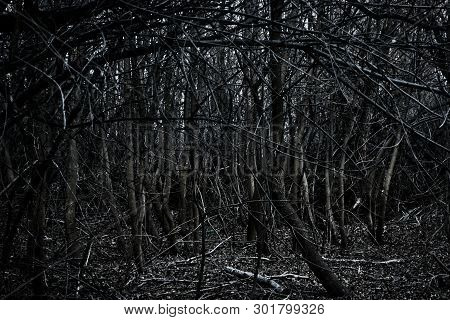 Spinney - Silhouettes In Dark Forest Area With Copyspace On Foreground