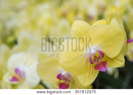 A Bunch Of Blooming Spotted Moth Orchids, Phalaenopsis Cultivars Sogo Yukidian.