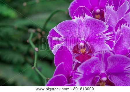 A Bunch Of Blooming Spotted Moth Orchids, Phalaenopsis Cultivars Sogo Yukidian.