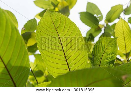 Leaf Of Mitragyna Speciosa Korth (kratom) A Drug From Plant