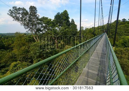 Long Suspension Bridge Treetop Walk Near Macritchie Reservoir In Singapore