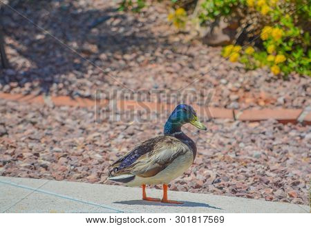 Mallard Duck (anas Platyrhynchos) Resting Poolside In Glendale, Maricopa County, Arizona Usa
