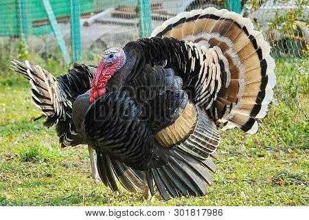 The Bronze, Broad-chested Turkey. Beautiful Gobbler. The Earliest Name For The Turkey Is The 