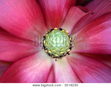 Base de la flor
