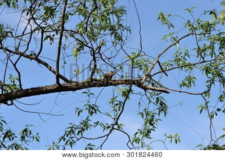 Thrush Sits On A Tree Branch On A Bright Sunny Day