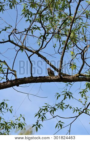 Thrush Sits On A Tree Branch On A Bright Sunny Day