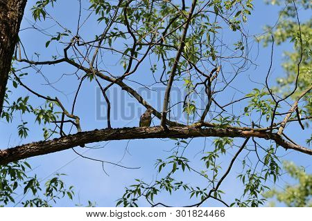 Thrush Sits On A Tree Branch On A Bright Sunny Day