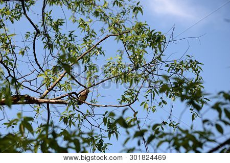 Thrush Sits On A Tree Branch On A Bright Sunny Day