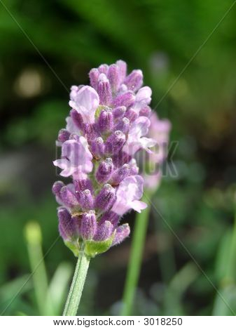 Lavanda