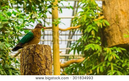 Portrait Of A Female Emerald Dove Sitting On A Tree Trunk, Tropical Pigeon From India, Bird With Col