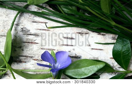 Plants On The Background Of Wood And Birch Bark. Vinka